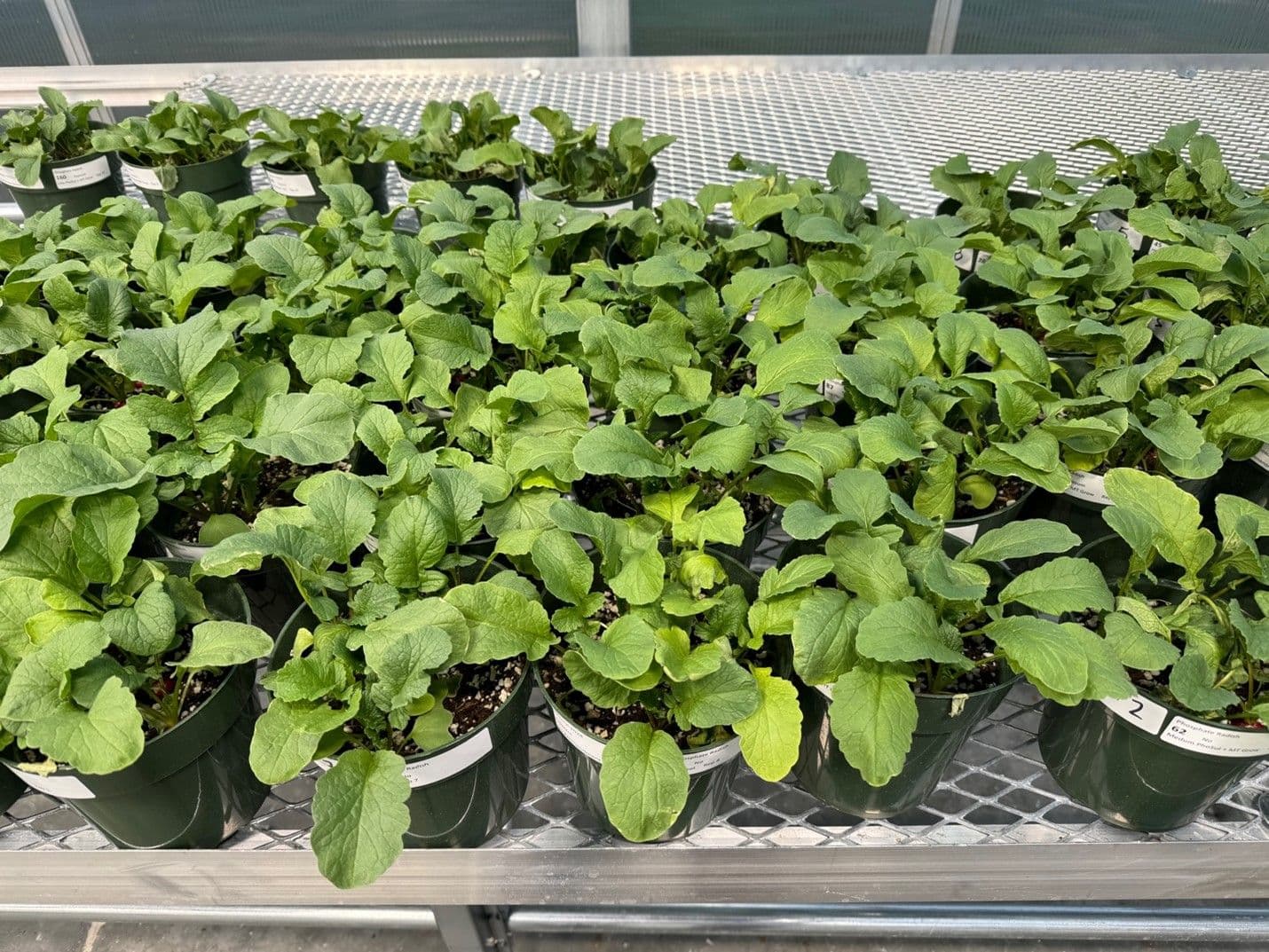 Soil Health for Healthy Plants