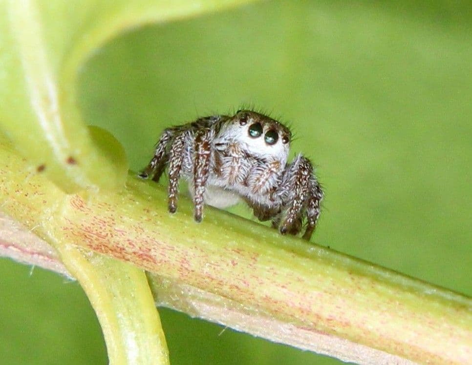Spiders: Our Natural Allies