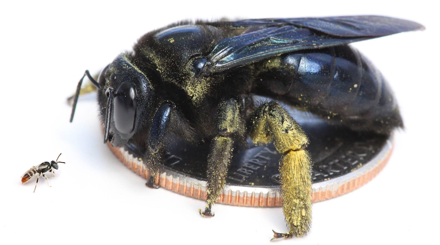 Getting to Know the Bees in Your Backyard