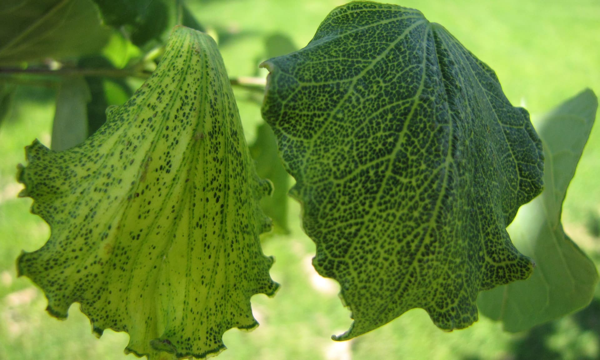 Herbicide Residues around the Home and Garden